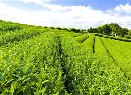竹叶青茶叶等级