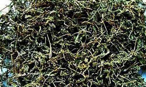 溪洲莓茶冲泡方法