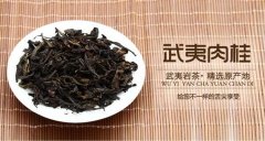 武夷肉桂茶属于什么茶？武夷肉桂茶价格