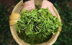 如何辨别春茶、夏茶和秋茶？