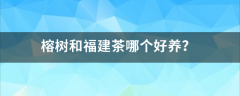 榕树和福建茶哪个好养？